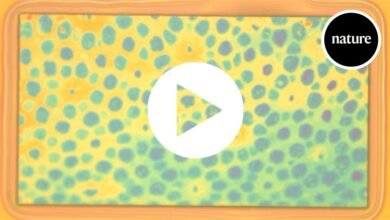 هذا البوليمر المتغير الشكل مستوحى من جلد الأخطبوط