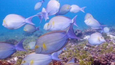 هذا التغيير البسيط يمكن أن يوفر ملايين الوجبات من البحر