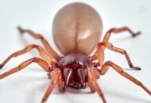 Woodlouse Spider (Dysdera crocata)