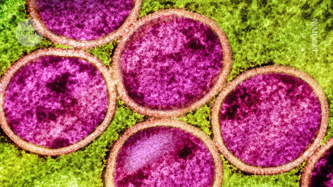 هل سيصبح mpox عالميًا مرة أخرى؟ تظهر الأبحاث أنها تتطور بطرق غريبة