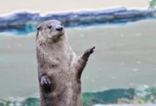 Cute North American River Otter