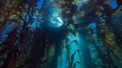 يتتبع العلماء حالات انقطاع التيار الكهربائي الغامضة تحت البحر