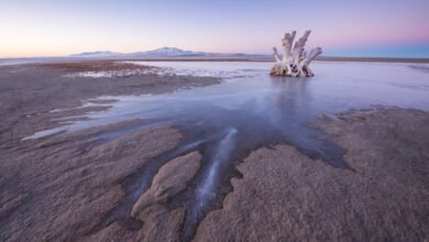 يجد العلماء حيوانًا لم يسبق له مثيل يعيش في البحيرة المالحة الكبرى