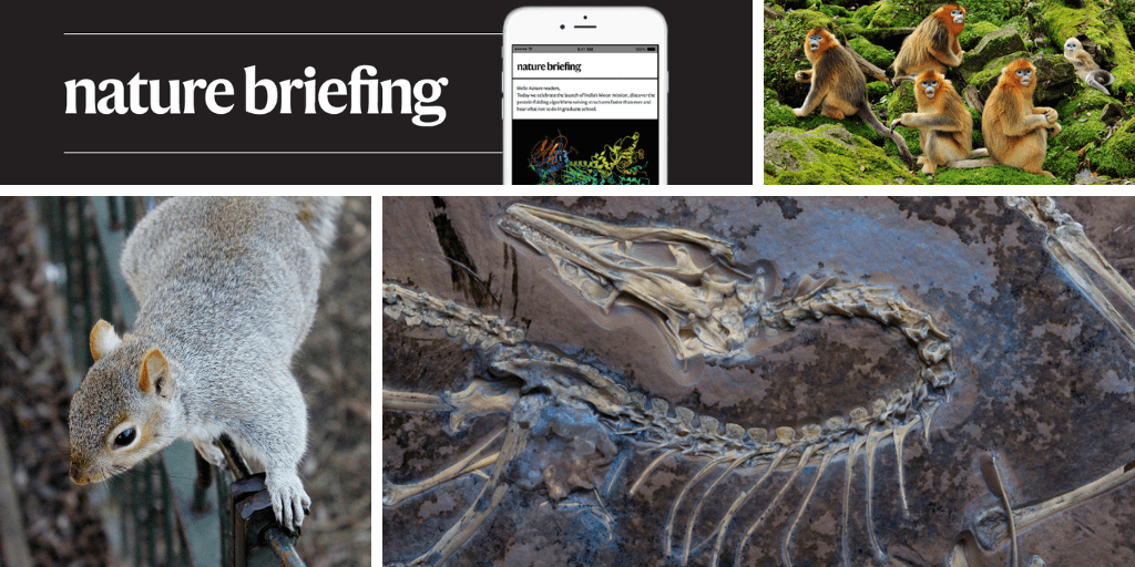 يعد الجنس المثلي جزءًا طبيعيًا من حياة بعض الرئيسيات