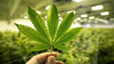 يكشف العلماء أخيرًا عن الأصول القديمة لـ THC و CBD و CBC