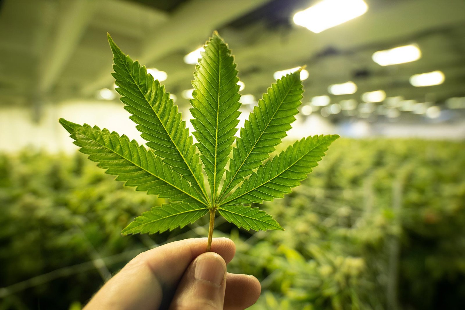 يكشف العلماء أخيرًا عن الأصول القديمة لـ THC و CBD و CBC