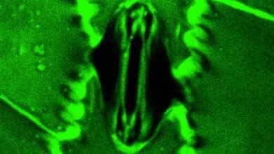 يمكن للعلماء الآن مشاهدة النباتات تتنفس في الوقت الحقيقي