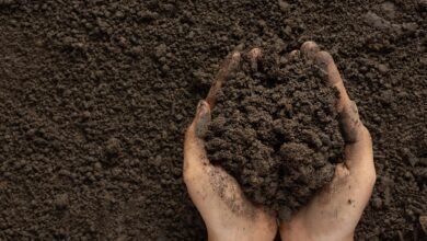 يمكن لمغذيات التربة المخفية أن تضاعف سرعة استعادة الغابات