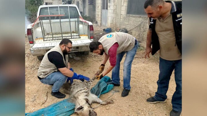 وزارة الزراعة تنقذ ضبعاً برياً من مصيدة في عكار.. وتحذّر من استهداف الحيوانات البرية