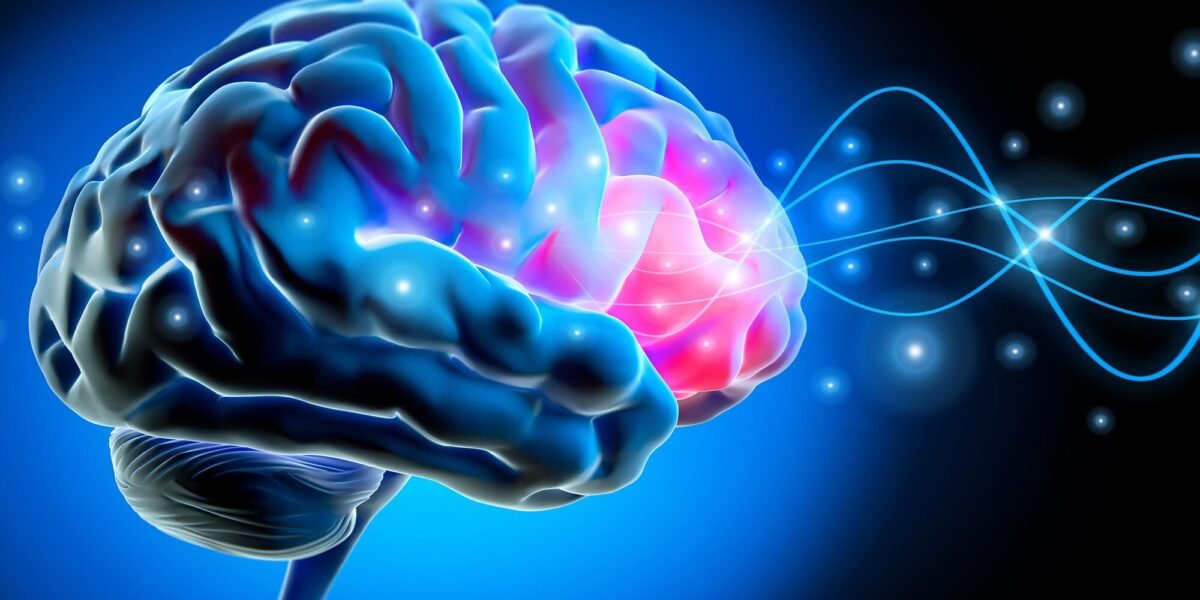 إصلاح دائرة دماغية واحدة يعكس القلق لدى الفئران