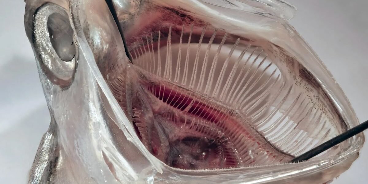 يزيل فلتر فم السمكة 99% من المواد البلاستيكية الدقيقة من نفايات الغسيل ScienceAle